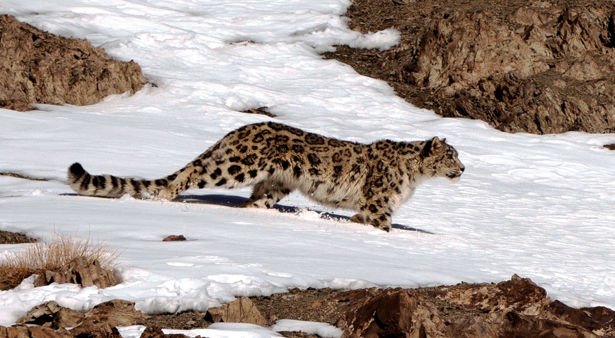 Understanding Snow Leopards