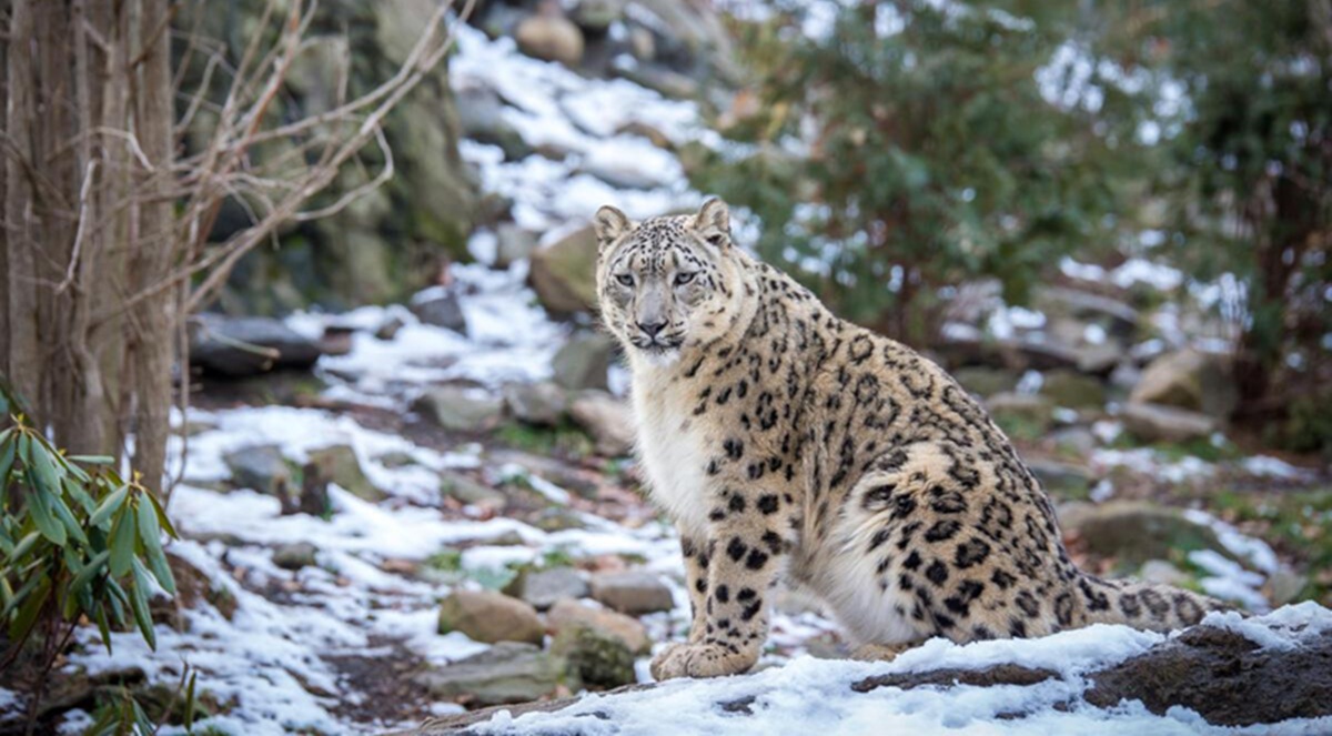 Why Snow Leopards Are Rare and Fascinating