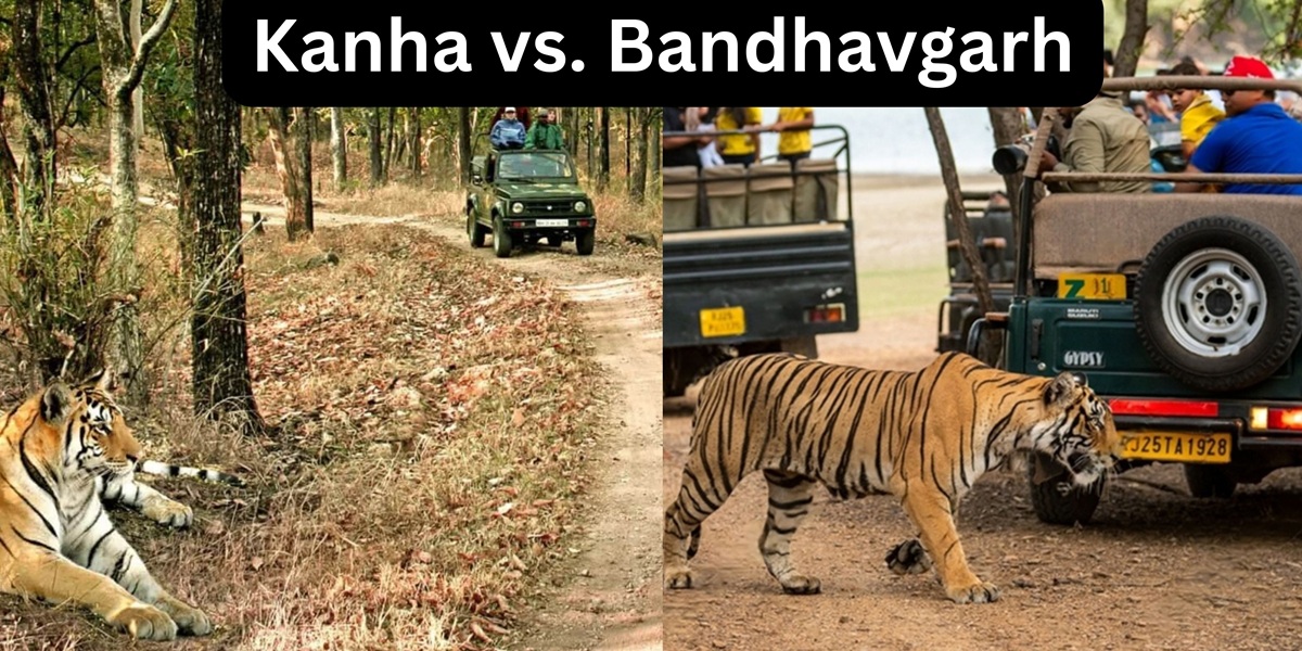Quick Comparison: Kanha vs. Bandhavgarh
