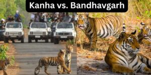 Kanha vs. Bandhavgarh: Which National Park Should You Choose for Your First Safari?