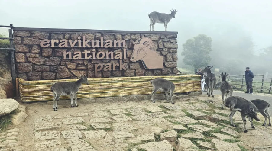 Eravikulam National Park Munnar