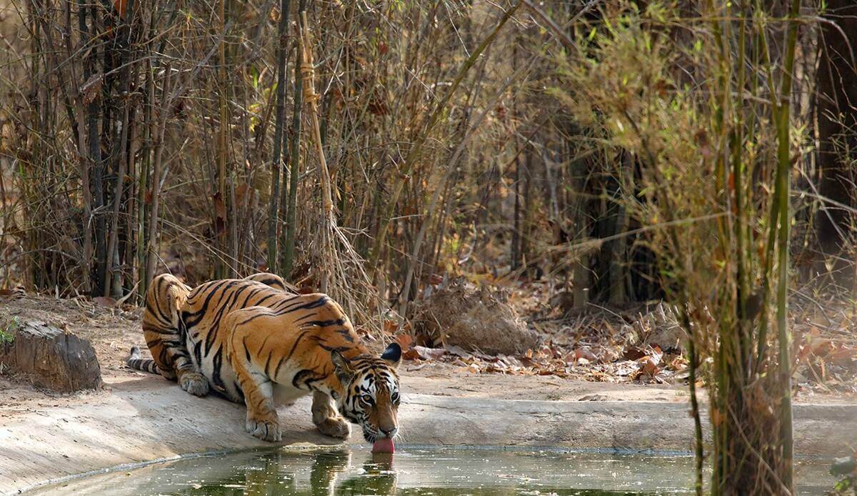 Bandhavgarh National Park, Madhya Pradesh