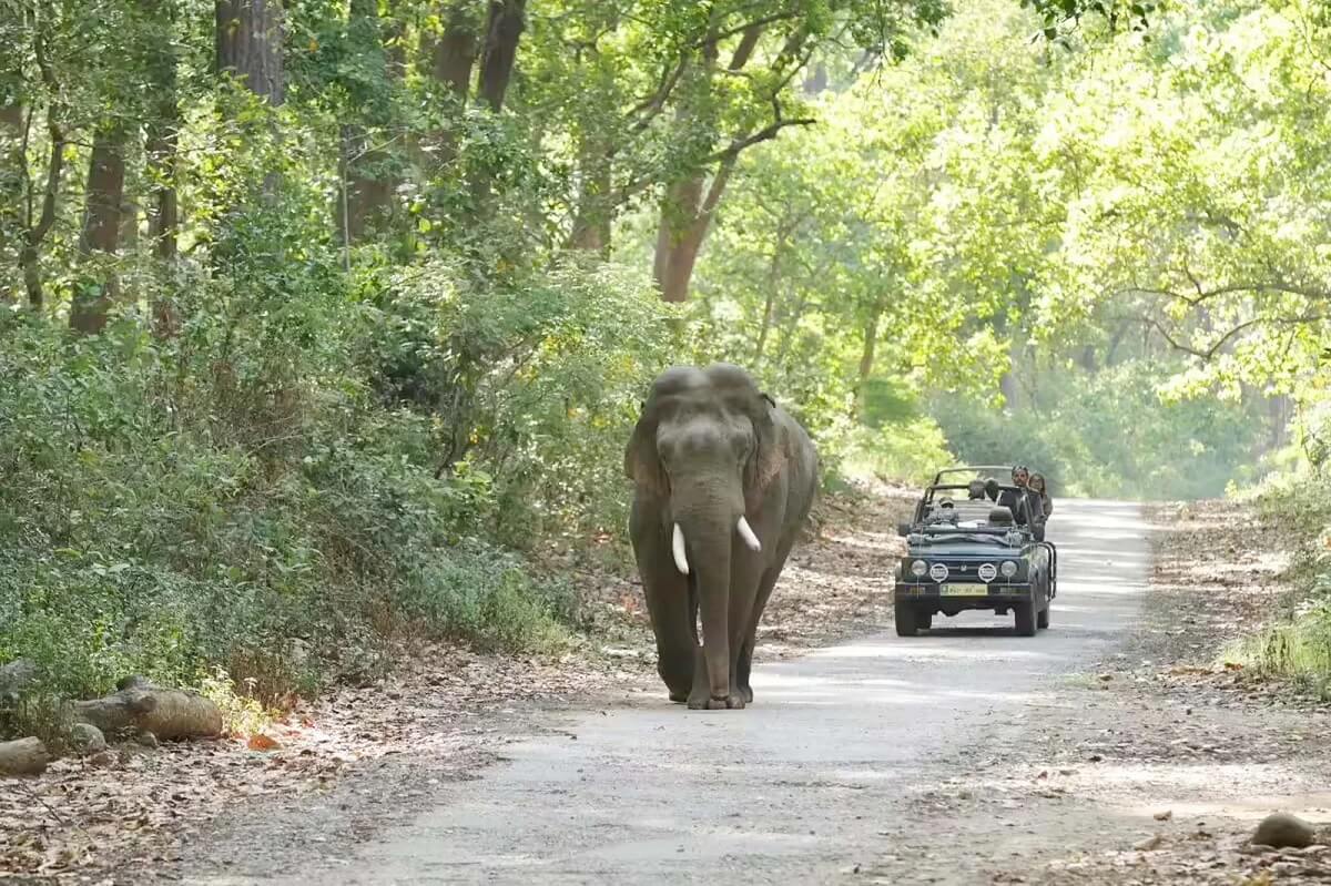 Bijrani Zone Corbett