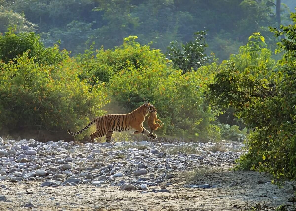 Dhela Zone Corbett