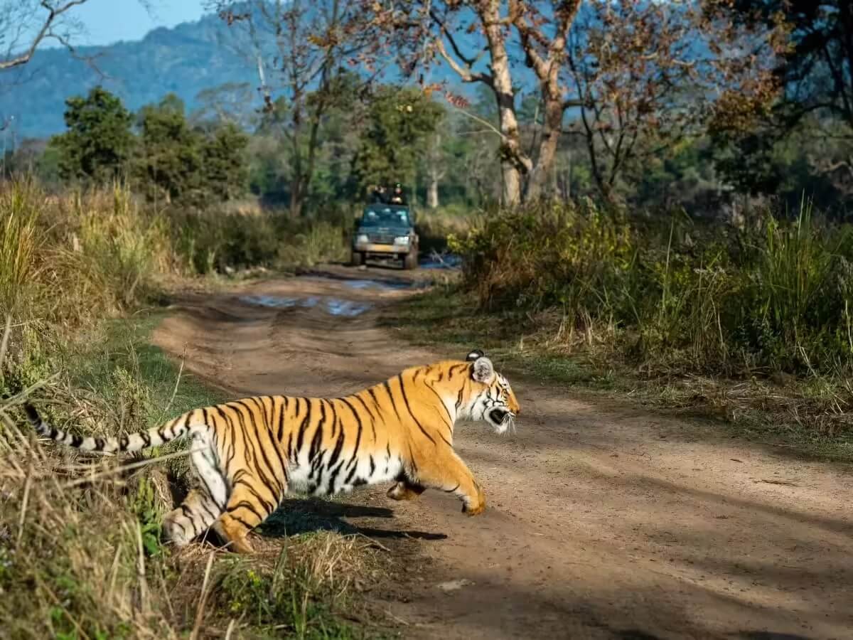 Dhikala Zone Corbett