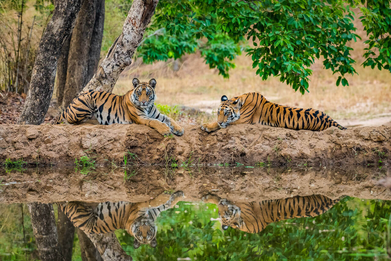 Kanha National Park, Madhya Pradesh