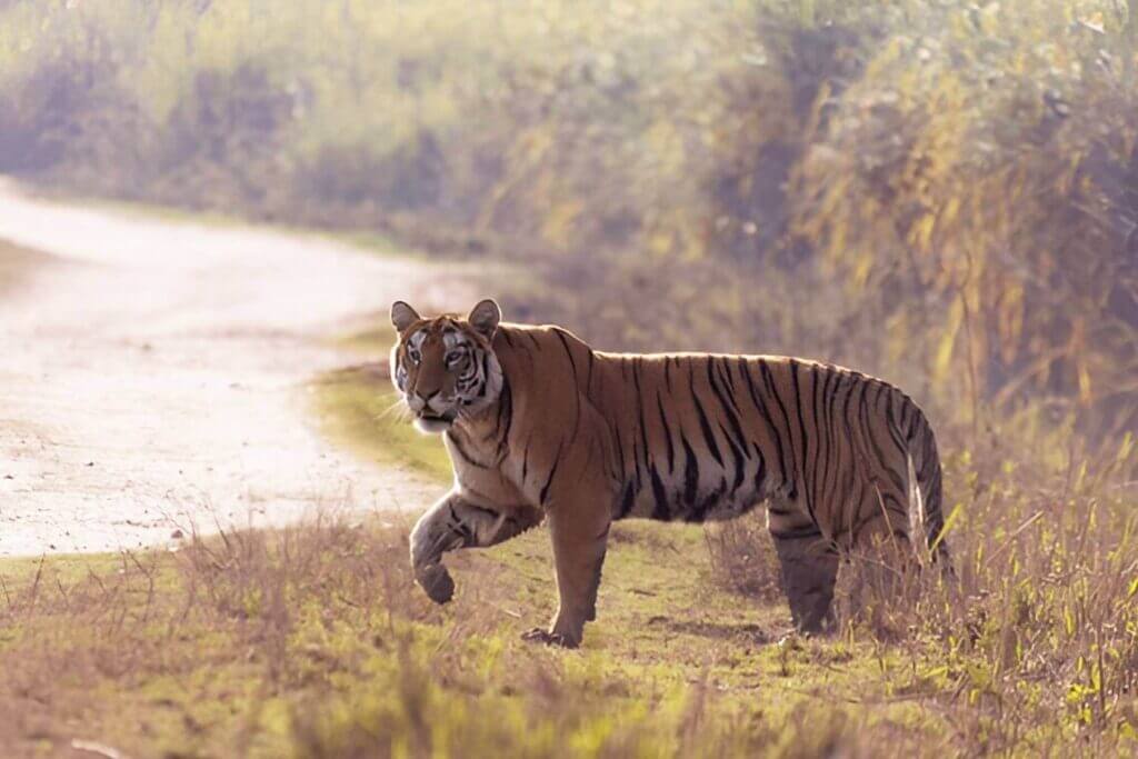 Kaziranga National Park, Assam