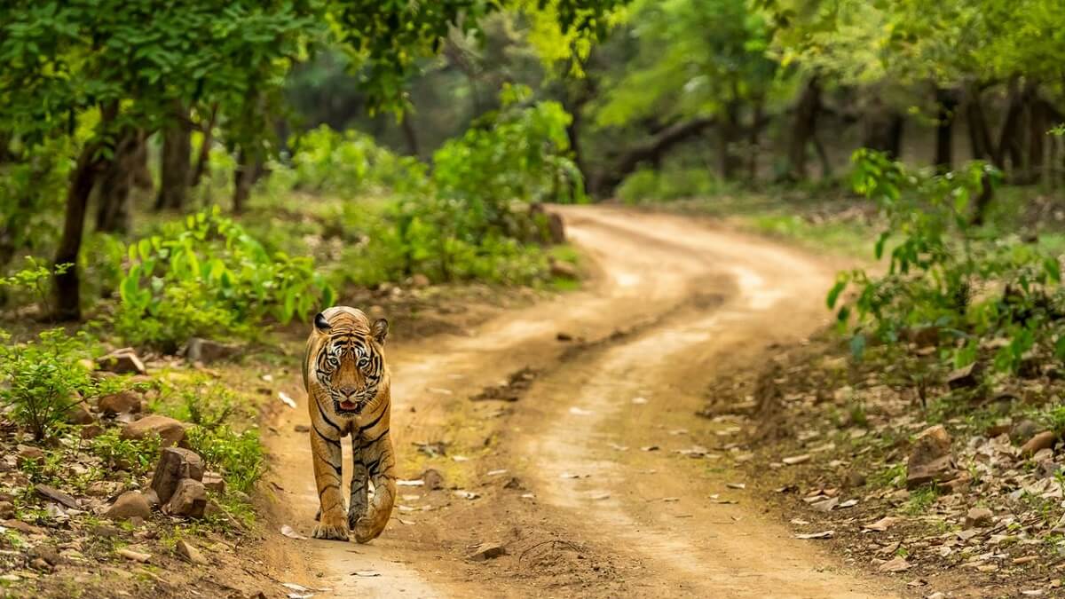 Ranthambore National Park, Rajasthan