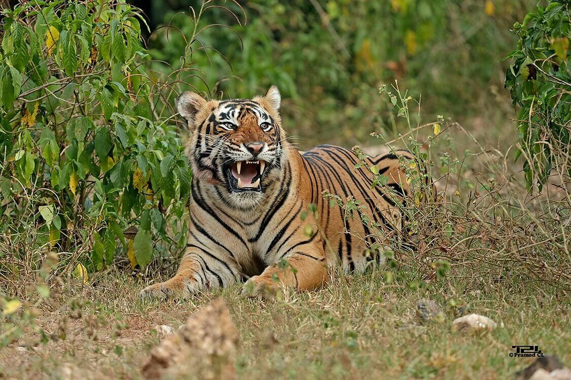 Sariska Tiger Reserve, Rajasthan