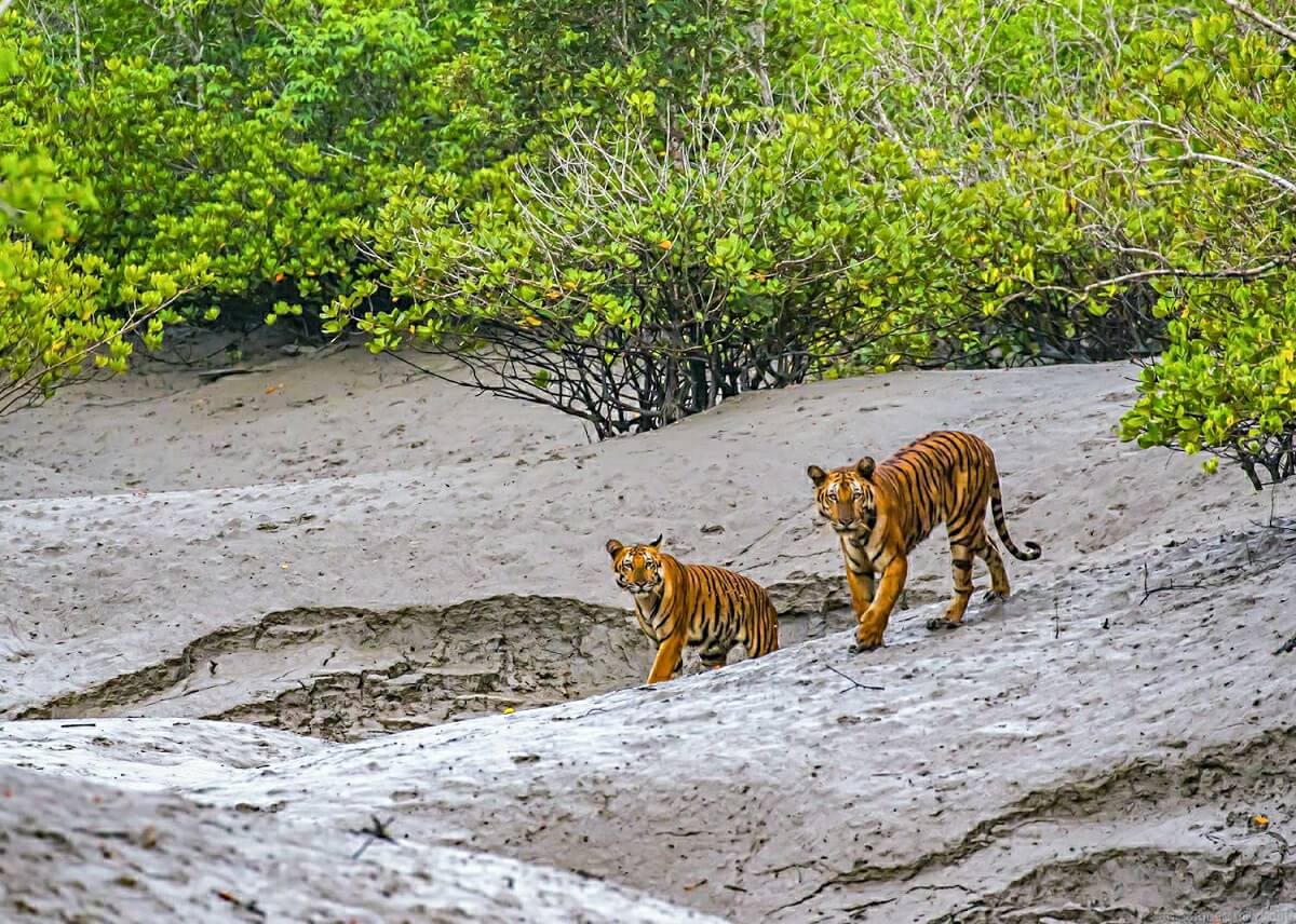 Sundarbans National Park, West Bengal