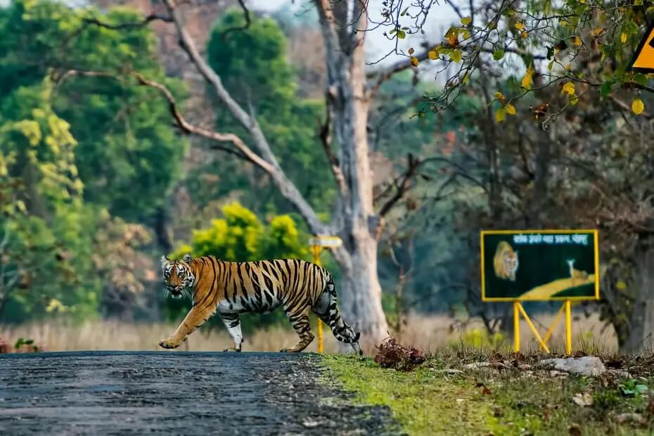 Tadoba-Andhari Tiger Reserve, Maharashtra