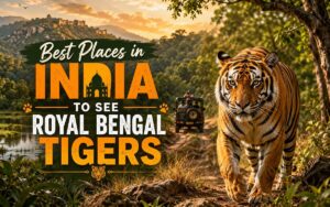 Tiger Places in India
