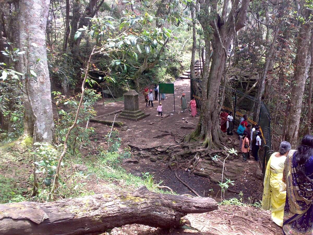 Forest Setting Around Guna Caves Kodaikanal