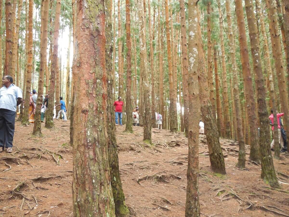 Pine Forest in the Mist Kodaiknala