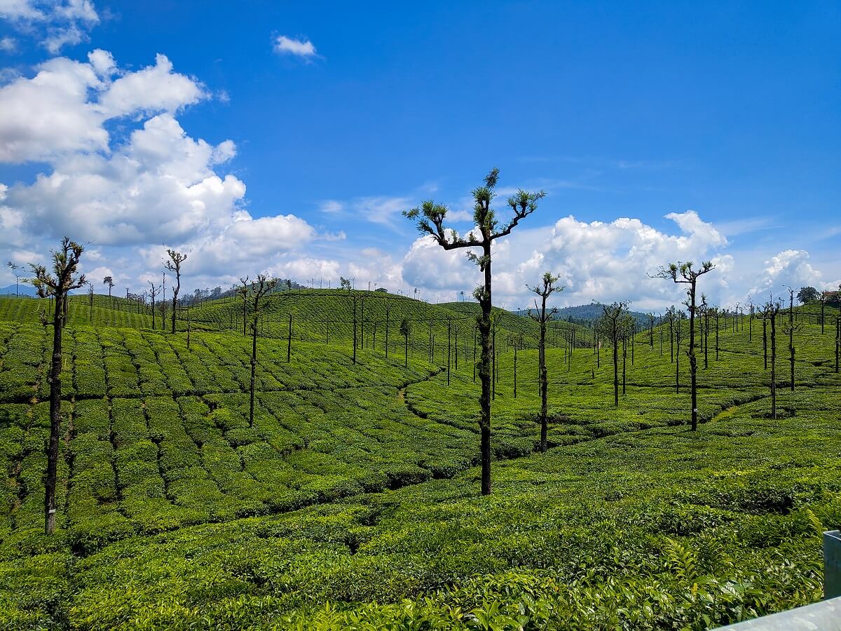 Valparai Tea Estates