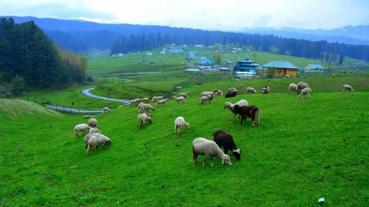 Yusmarg Meadows