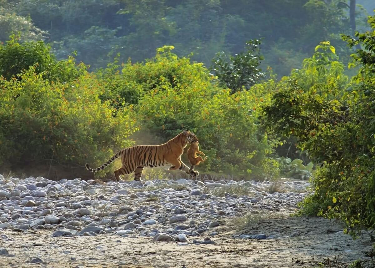 Dhela Zone Jim Corbett