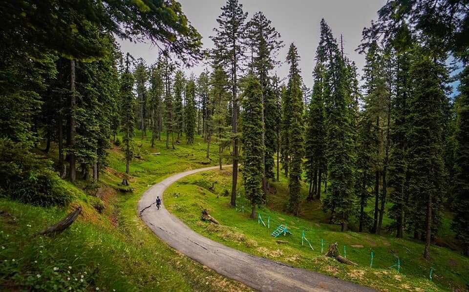 Forest Walk in Gulmarg