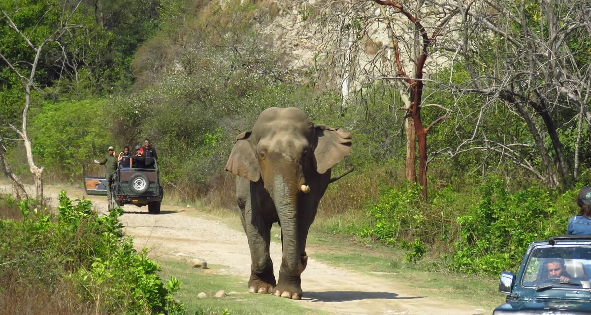 Jhirna Zone Jim Corbett