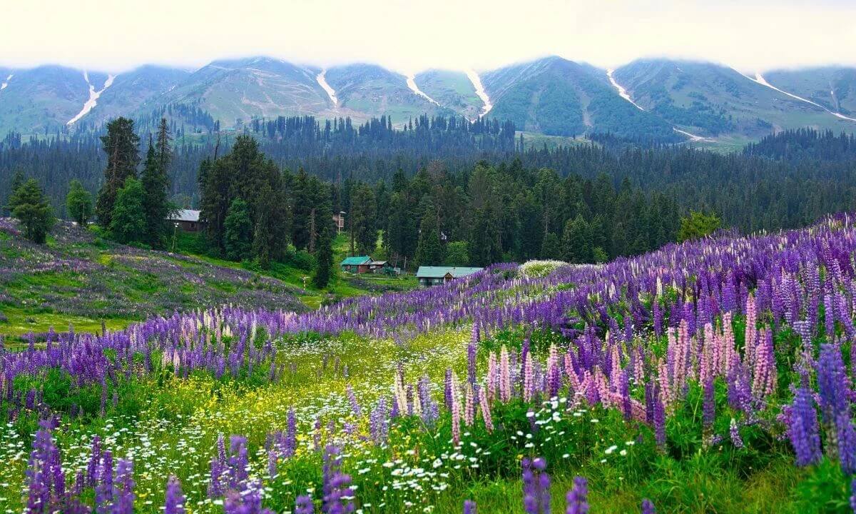 Mountain Photography in Gulmarg