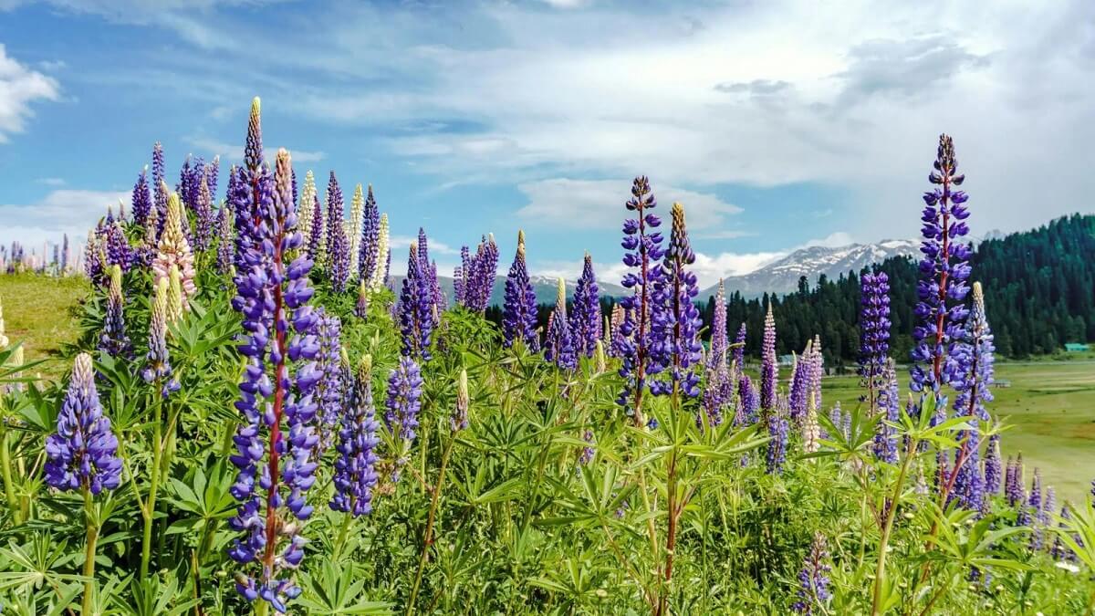 Strawberry Valley Gulmarg