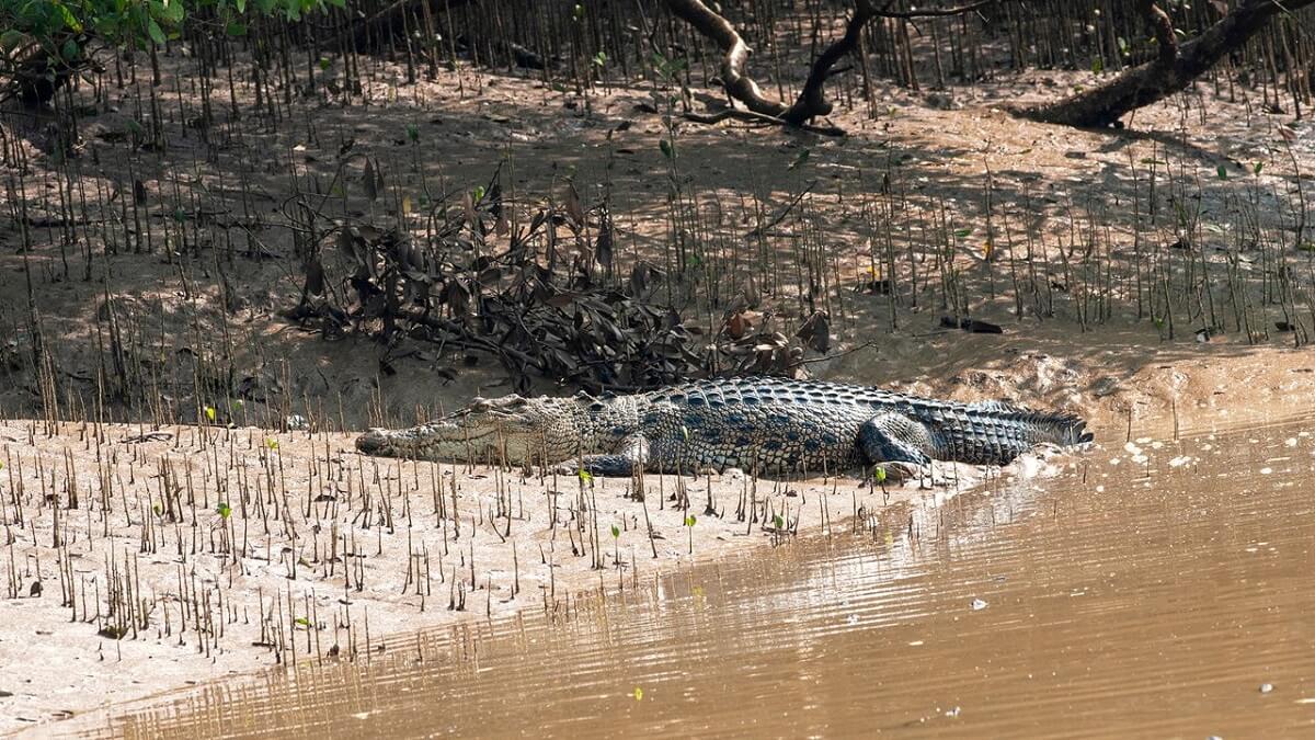 Bhitarkanika's Mangrove Wilderness Odisha