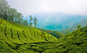Munnar Tea Gardens