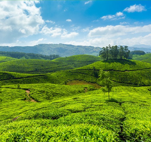 Spice Plantations