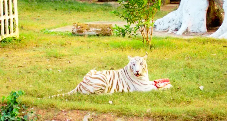 Nandankanan Zoological Park