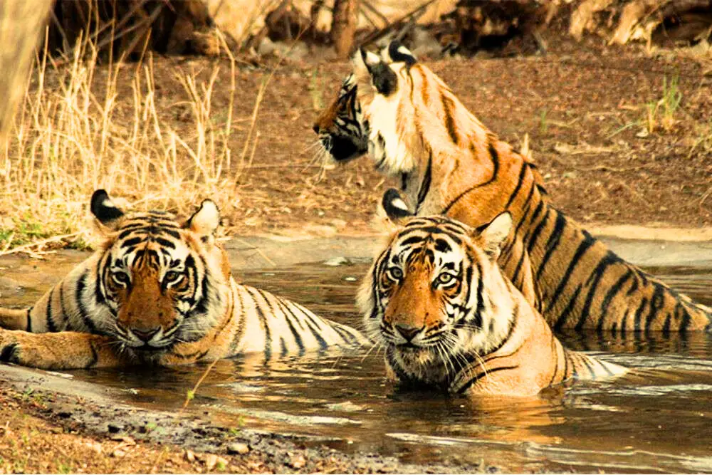 Satkosia Tiger Reserve