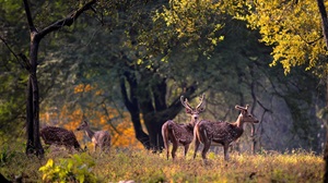 Kanha, Madhya Pradesh
