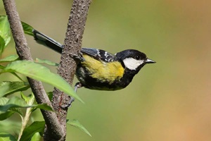 Pangot and Kilbury Bird Sanctuary