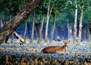 Sundarbans